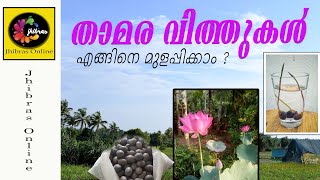 താമര വിത്തുകൾ എങ്ങിനെ മുളപ്പിക്കാം ? Lotus seeds germination? #Gopu #Kodungallur / #Jhibras