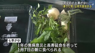 無病息災と長寿延命を祈って…「七草がゆ」に使う春の七草の出荷作業が始まる　愛知県豊田市 (24/01/03 18:01)