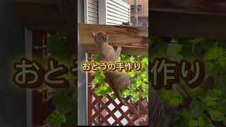 #ねこ#猫#cats#catshorts #ねこのいる生活 #猫のいる暮らし#猫動画 #shorts #shortvideo #保護猫 #catlover #catvideos #ねこ動画 #cat