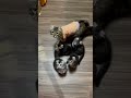 家族でダンス猫　　 アメリカンカール cat 猫のいる暮らし 子猫 子猫成長記録 ねこ apt かわいい子ねこ アメリカ 犬