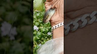 വെട്ട് ചൂണ്ട Part 2 | #fishing #keralafishing #shorts