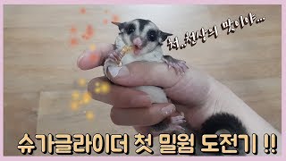 슈린이 첫 밀웜도전기 (슈가글라이더 일상 및 첫 밀웜 급여방법 영상입니다!)