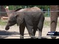 Louisville Zoo reopens to members Friday