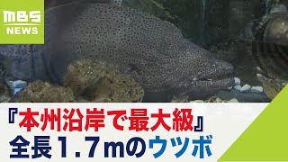 『本州沿岸で最大級』全長1.7ｍ重さ18kgの「ウツボ」を展示…すさみ町の水族館(2021年12月13日)