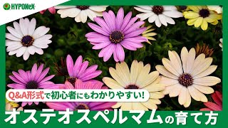 ☘165:オステオスペルマムの育て方｜苗の植えつけや水やりと肥料の与え方、花がら摘みや切り戻しの方法もご紹介 【PlantiaQ\u0026A】植物の情報、育て方をQ\u0026A形式でご紹介