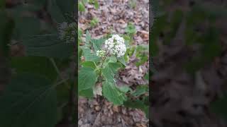 White Snakeroot