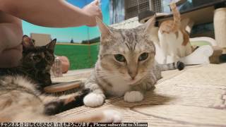 2018.8.26 猫日記   Cats ＆ Kittens room 【Miaou みゃう】