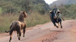 This Pitbull Dog Messed With The Wrong Bull