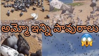 అమ్మో ఇన్ని పావురాలు| leo వాటికి tinipistu ఎలా adutundo chudandi | చిట్టి talli