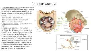 Анатомія матки від Владочки