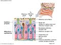 lecture 3 general senses olfaction and taste