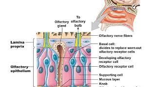 Lecture 3 General Senses, Olfaction and Taste