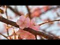 The Early Cherry Blossom 4k