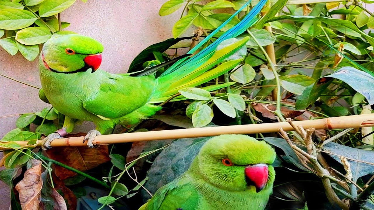 Funny Mitthu Parrot Talking Parrot Videos Compilation 2025 Youtube