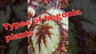 Types of begonia plants #shorts #begonia #inspirasiberkebun #plants #planttour