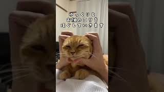 【猫のお顔マッサージ🐾】#猫 #shorts #猫動画 #cat