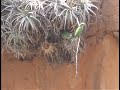 wild quaker parakeets aka monk nesting in bolivia