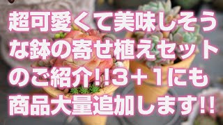 【多肉植物】お買い物マラソン!!超可愛くて美味しそうな鉢の寄せ植えセットのご紹介!!3＋1にも商品大量追加します!!【succulent】トロピカルガーデン