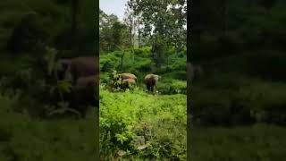 Beautiful Wild Big elephants🌳🐘🌲 దట్టమైన అడవిలో పెద్ద ఏనుగులు dense forest#shorts #wildlife#elephants