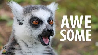 Why are lemurs so awesome?