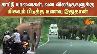 காட்டு யானைகள், வன விலங்குகளுக்கு மிகவும் பிடித்த உணவு இதுதான் | Elephant | Ooty | Sun News