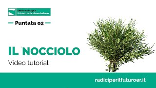 Il nocciolo | Tutorial piantumazione e cura | Mettiamo radici per il futuro