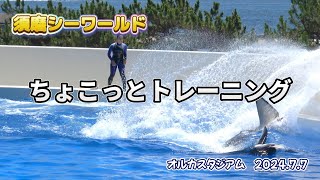 【シャチ】ショー後のちょこっとトレーニング【須磨シーワールド2024年7月7日】