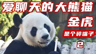 爱聊天的大熊猫金虎2，萌兰的舅舅也是个小熊精