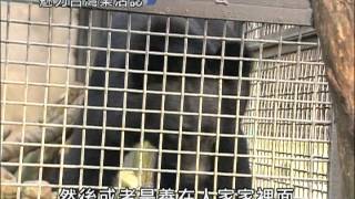 魅力台灣樂活誌-第008集 山林過客中途驛站野生動物收容中心