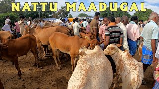 NATTUMAADUGAL MATRAPALLI SANTHAI TIRUPATTUR PART 3