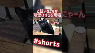 【黒猫】ご飯まだ？の訴え方が可愛すぎていつもたくさんご飯あげそうになるww #shorts