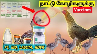 கோழிக்கு தடுப்பூசி போடுவது எப்படி? | Chicks vaccine list | nattukoli