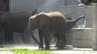 3歳の頃の砥愛ちゃん。アフリカゾウ家族が見られるとべ動物園にて