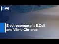 Electrocompetent E Coli and Vibrio Cholerae