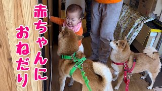 飼い主の目を盗んで赤ちゃんにおやつをおねだりする柴犬が可愛い