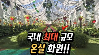 국내 최대규모 온실화원! 1억짜리 나무가 있다고?!! 티켓으로 꽃화분까지 교환  | 당일치기  |  지금 가기 딱 좋아요!