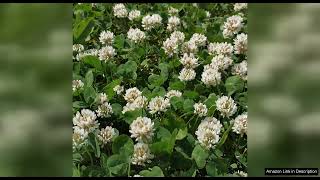 Outsidepride 5 lb. Perennial White Dutch Clover Seed for Erosion Control Review