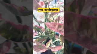 राख का चिड़ख़ाब #shorts #short #smallplants #garden #gardening #outdoors  #shorts