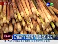 1斤可賣2百 草山農民搶收箭竹筍