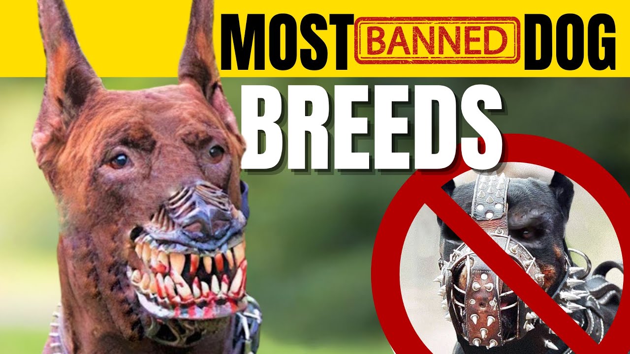 The Most Banned Dog Breeds In The World - YouTube