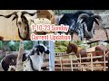 01-10-23 Al-Shaji Farms Sunday Current Updation