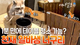 손님이 남긴 쓰레기를 1분만에 치우는 알바생 너구리?! 마무리까지 완벽! I KBS 생활의 발견 161019 방송