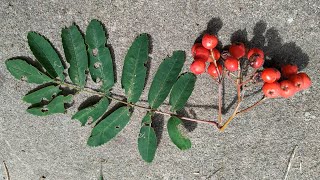 Rowan or Mountain Ash (Sorbus aucuparia)