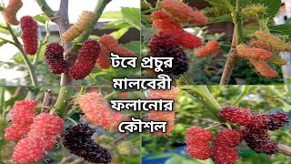 টবে মালবেরী চাষ ও পরিচর্যা।।How to grow mulberry in pot।।নগর কৃষি।