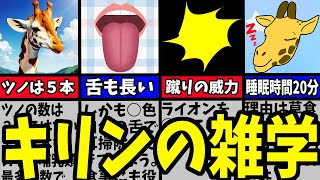 【動物雑学】キリンのおもしろい雑学８選を解説！【可愛い・癒し】