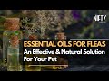 Essential Oils For Fleas: A Journey Towards Pet Wellness - Nifty Wellness