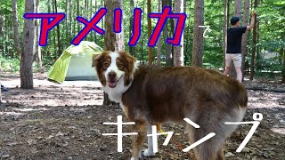 【オーストラリアンシェパード】愛犬とキャンプ アメリカの巨大な湖で初泳ぎ | An Australian Shepherd go to camp and he swam in the lake.