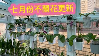 七月份不同蘭花更新 15-7月份2024