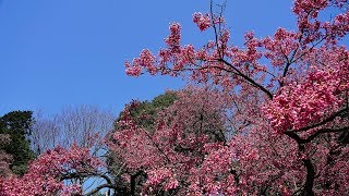 2020 東京　神代植物公園　桜が咲いた !!