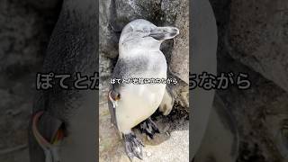 【ケープペンギン】ウトウトぽてと【サンシャイン水族館】#shorts #水族館